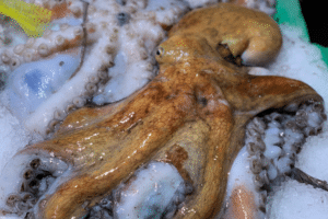 Fangfrischer Oktopus